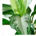 Aglaonema خرید Aglaonema گلدان Aglaonema